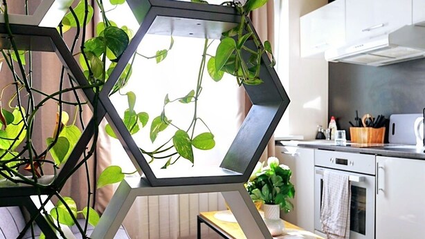 A modern kitchen with white cabinets, a wooden countertop, and a hanging plant arrangement. - Cofy Rentals Tallinn (Tallinn)