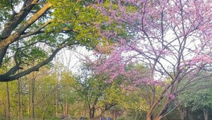 Un giardino con tulipani e una panchina di legno.