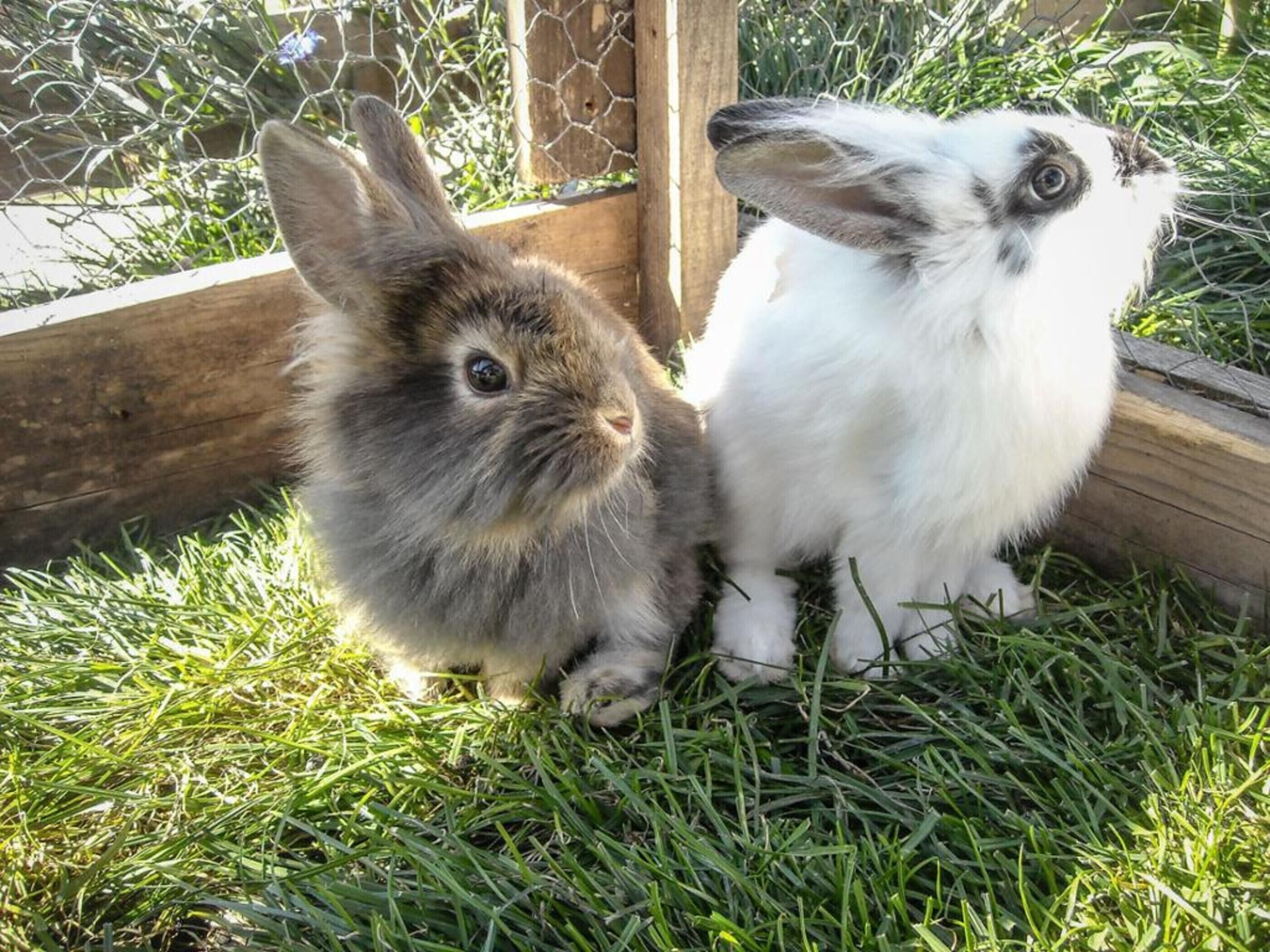 Deux lapins assis dans l’herbe.