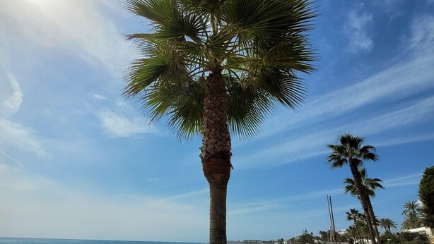 A palm tree on a sandy beach with the ocean in the background. - Apartment 'Jardines De Las Lagunas' with Mountain View, Wi-Fi and Air Conditioning (Las Lagunas de Mijas)
