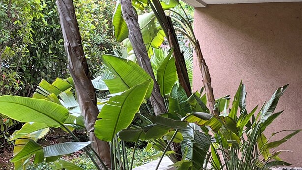 A garden area with large green plants, a concrete bench, and a small water feature. - Fully equipped studio in the center of Cannes with swimming pool, large terrace and air conditioning  (Cannes)