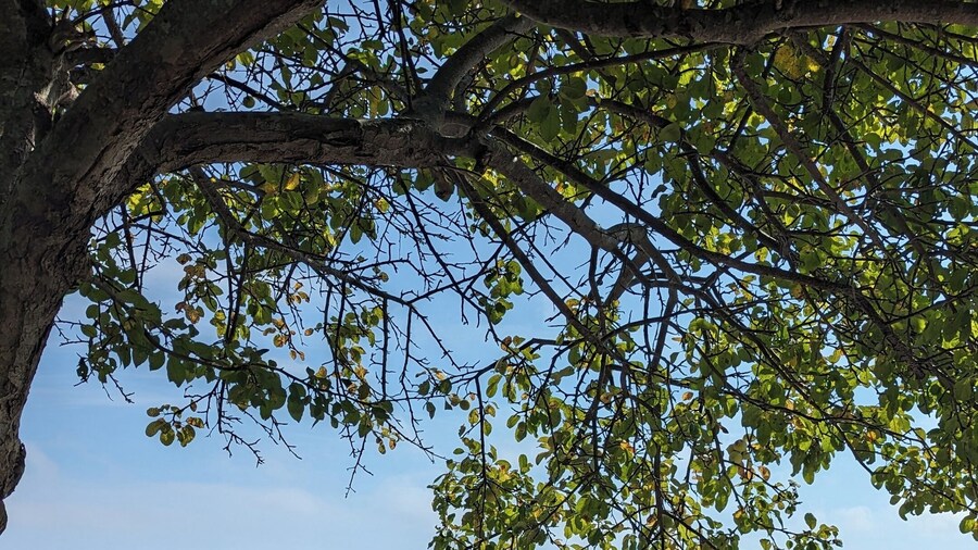 Woodland Apartments-Acadia National Park