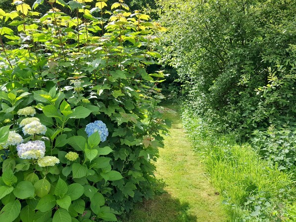 A garden path surrounded by lush greenery and hydrangea bushes. - Beautiful country house at the entrance to the Crozon peninsula (Rosnoën)