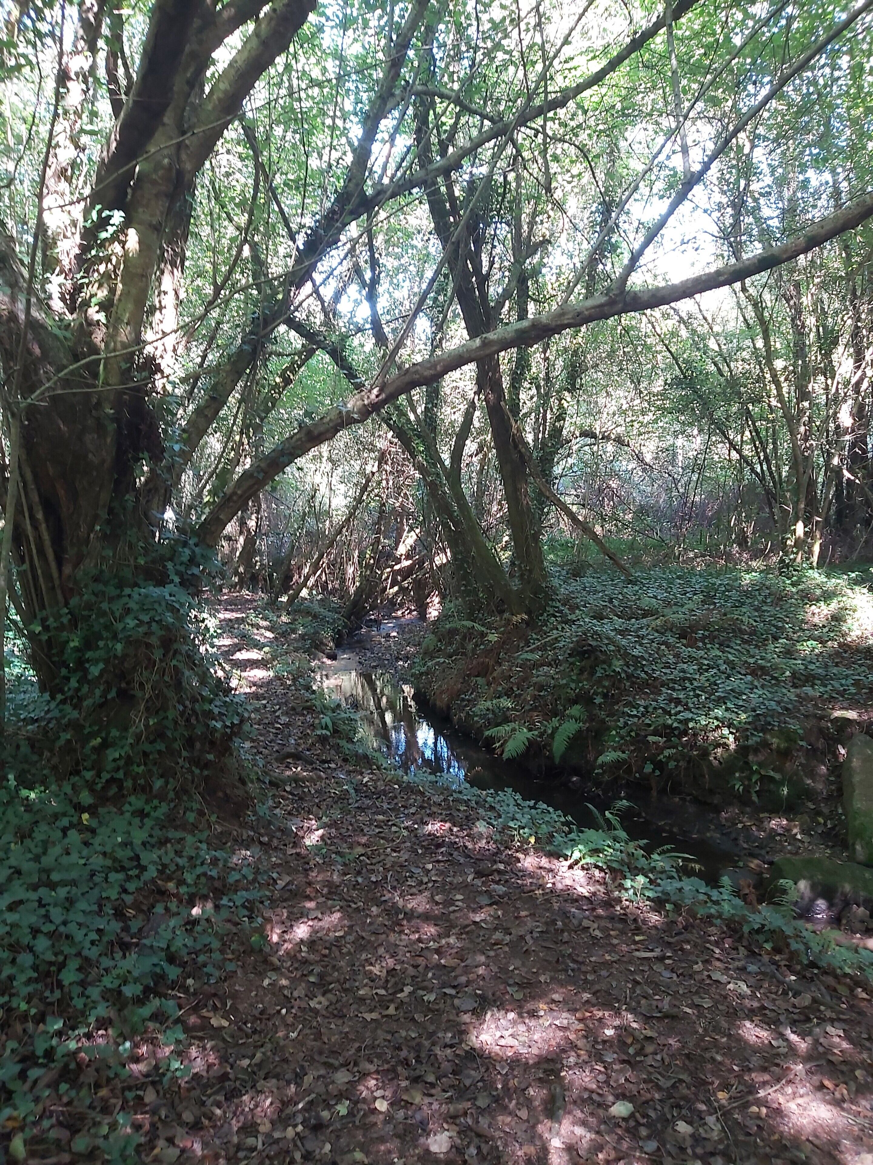 Une zone boisée avec un sentier étroit qui mène à un petit ruisseau.