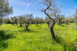 Ein Feld voller Bäume mit blauem Himmel.