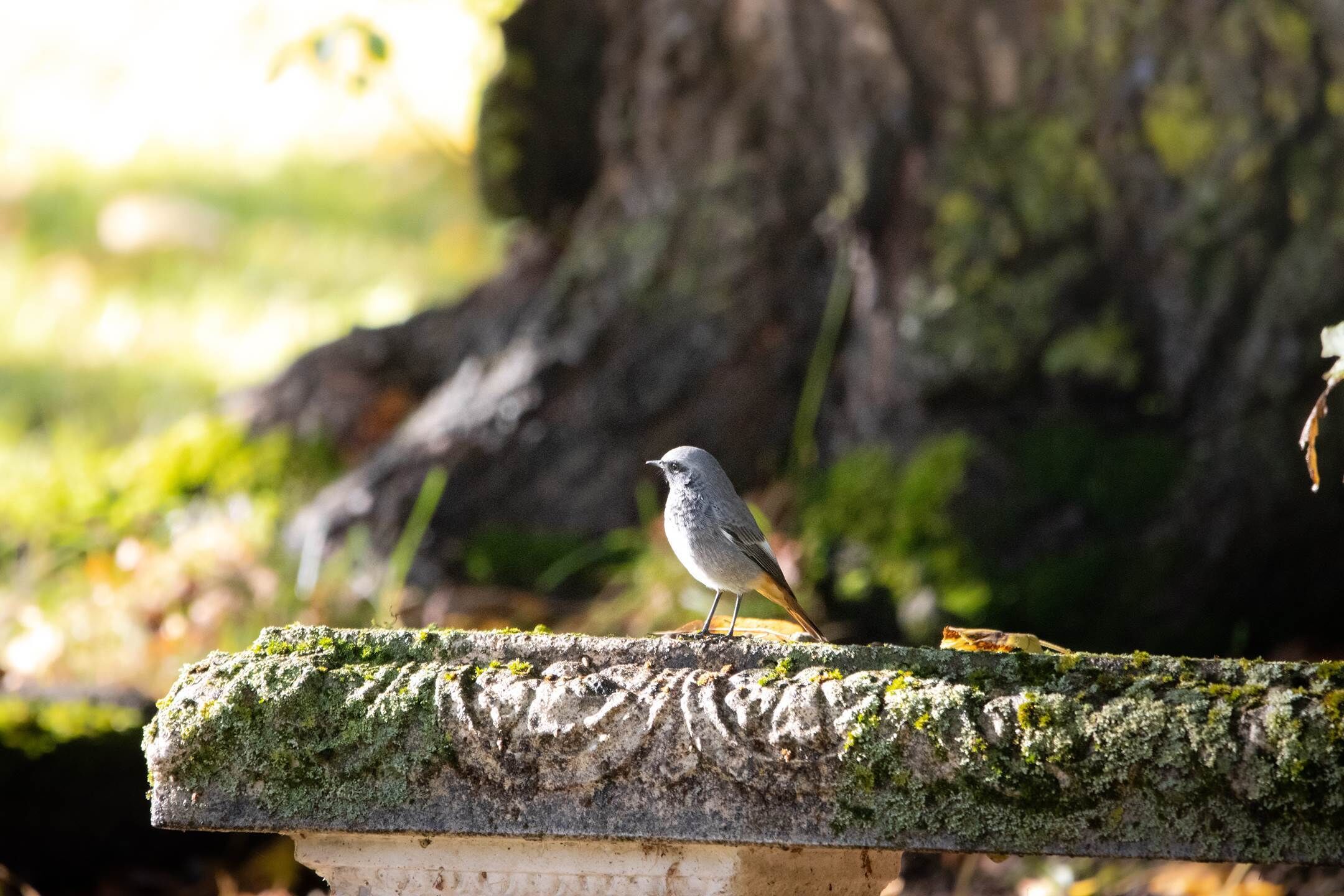 A bird perched on a moss-covered stone ledge.
