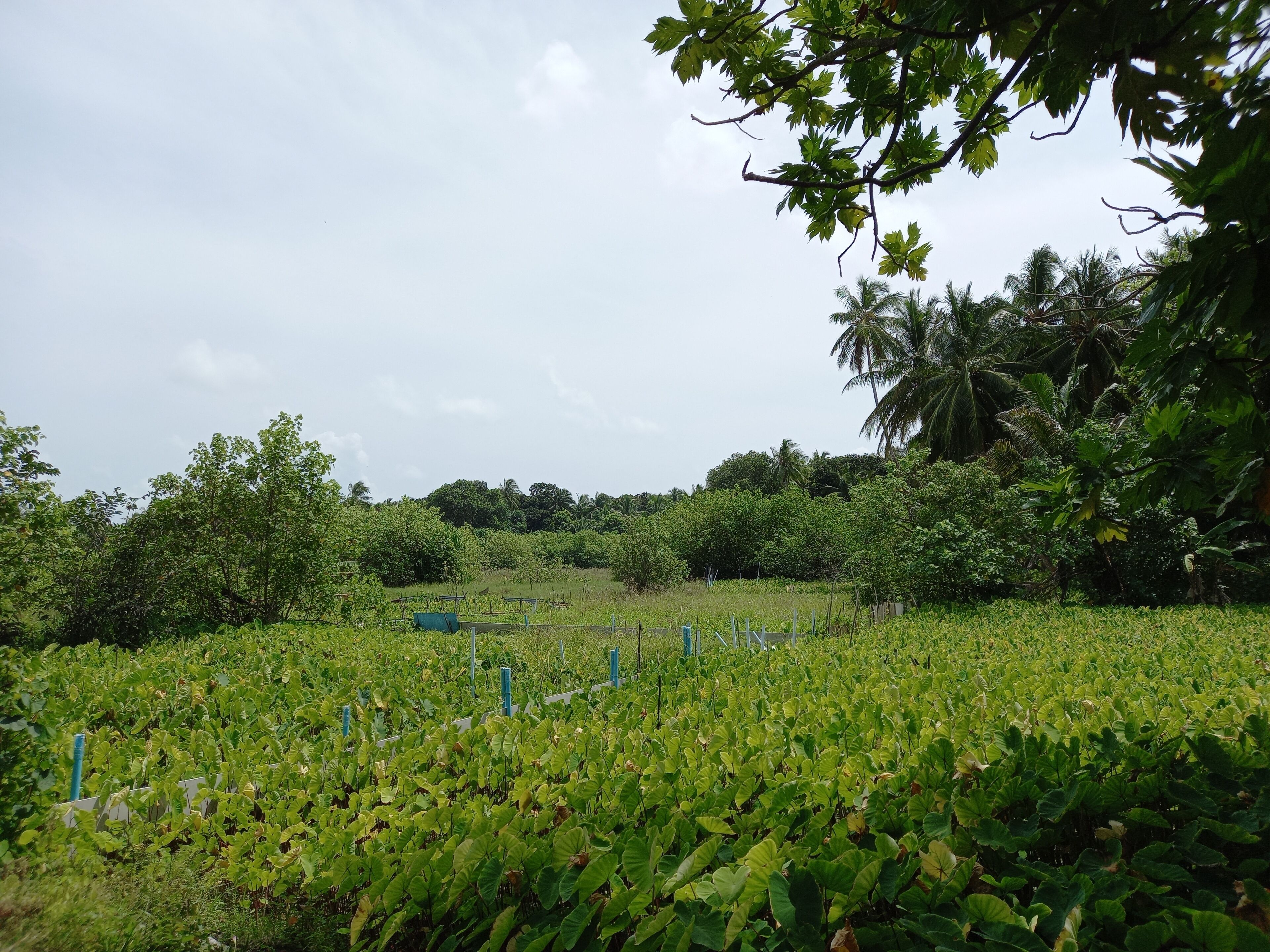 Un campo con hileras de plantas, rodeado de abundante vegetación y árboles.