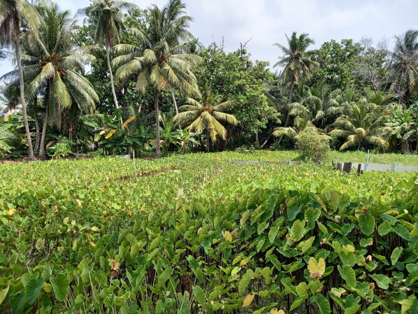 A lush garden with dense foliage and palm trees. - IRUKA GUESTHOUSE (Fiyoaree)