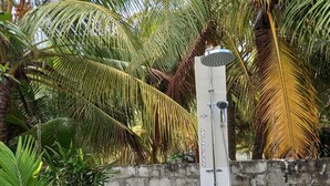 A vertical water feature with a spout and a circular emblem, surrounded by potted plants and palm trees. - IRUKA GUESTHOUSE (Fiyoaree)