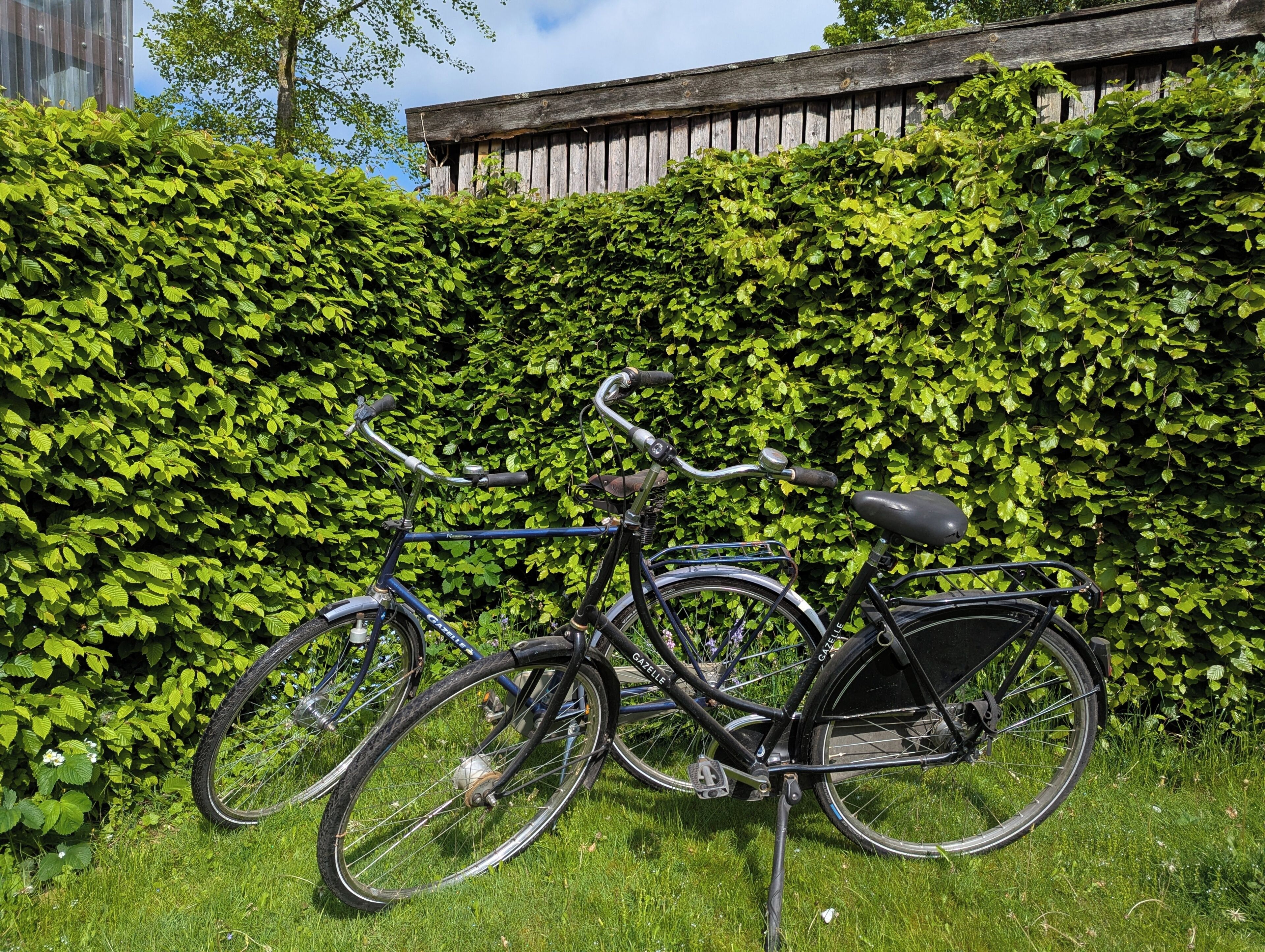A bicycle parked against a hedge.