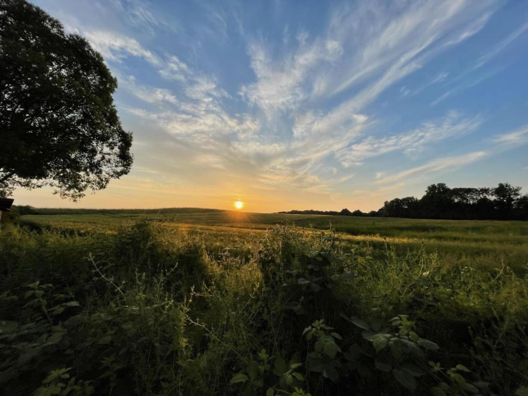 A sunset over a grassy field with trees in the distance.