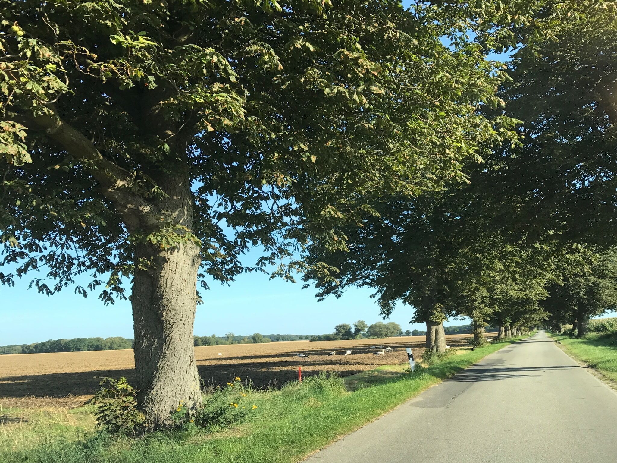 A rural road lined with trees and fields.