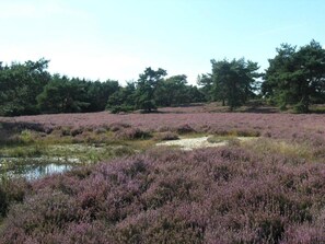 Miscellaneous - Ferienhaus Boschhuys (Uelsen)