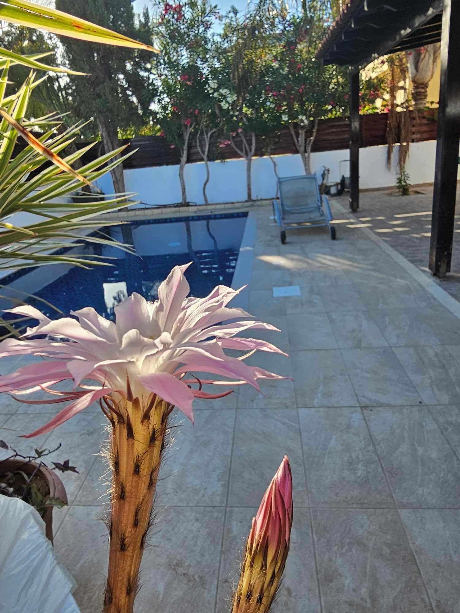 A pool area with a large flower in the foreground, a tiled patio, and a covered seating area in the background.