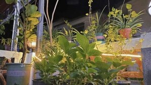 A variety of potted plants arranged outdoors at night, illuminated by artificial lighting. - Yueting Nanshe Homestay (Renhua)