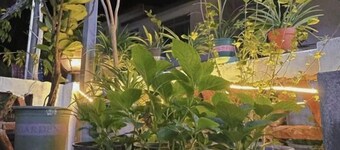 Yueting Nanshe Homestay