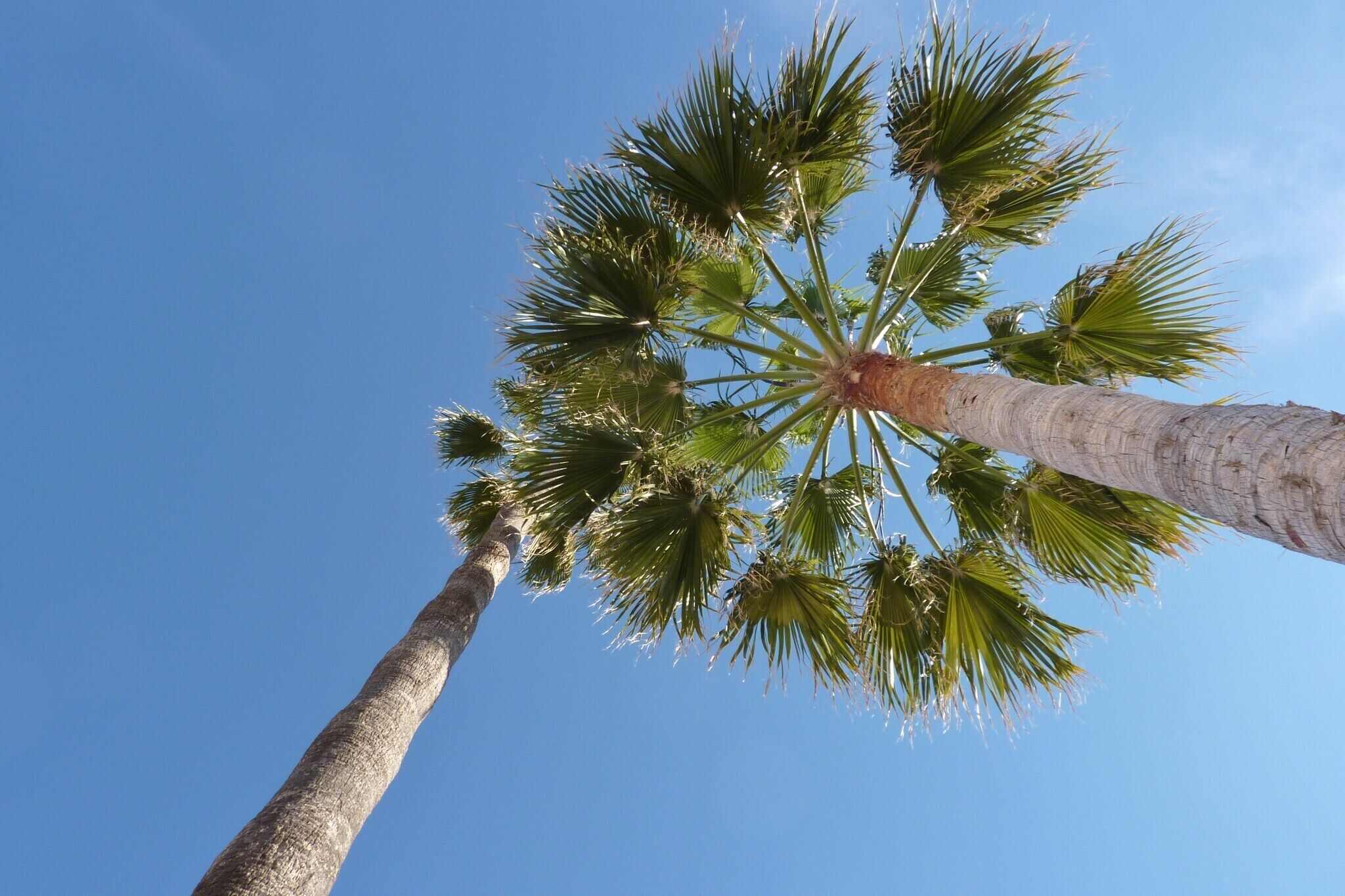 Eine hohe Palmenbaum vor wolkenlosem, blauem Himmel.