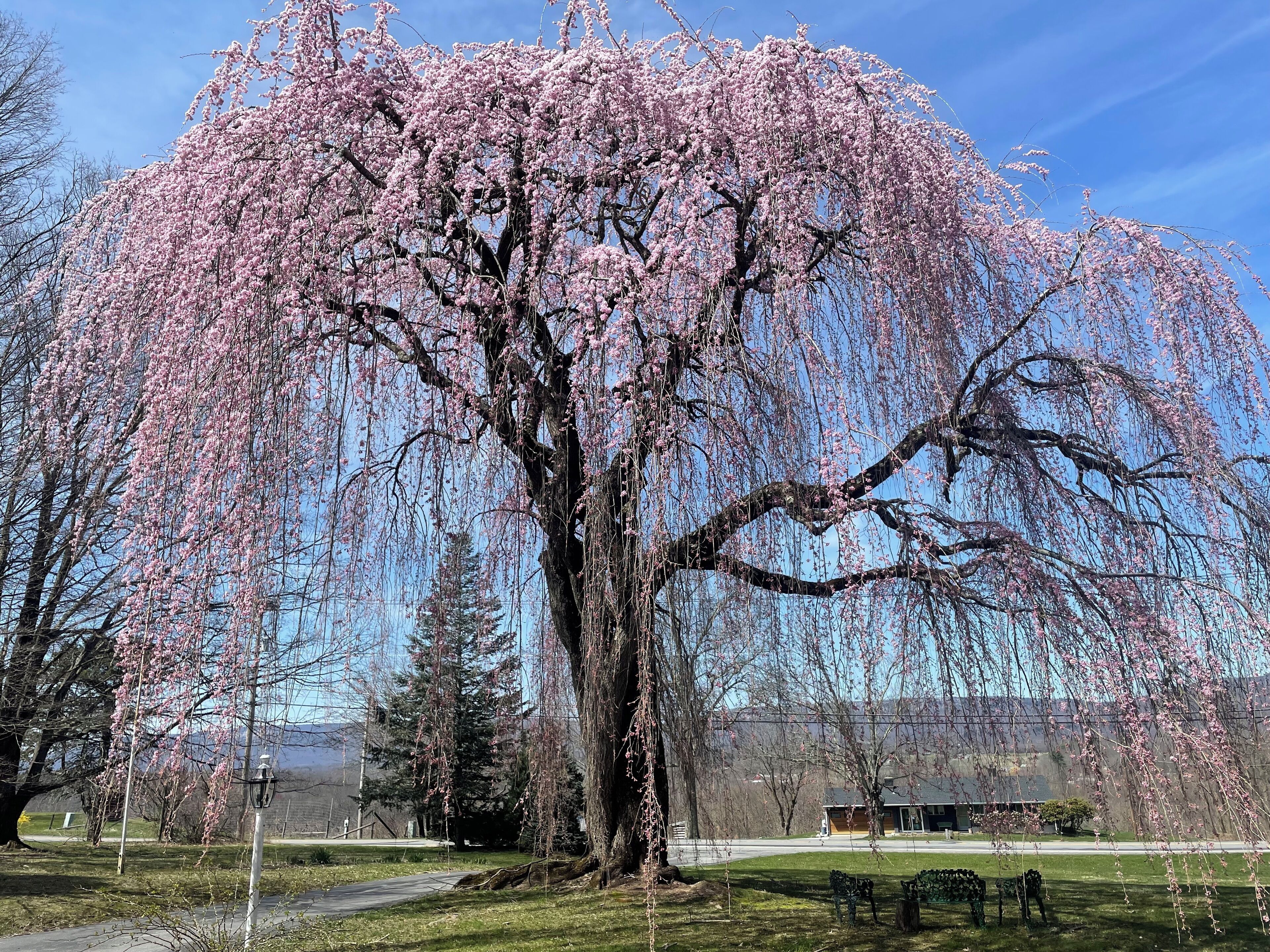 Ein großer Baum mit rosa Blüten in einer Parkanlage.