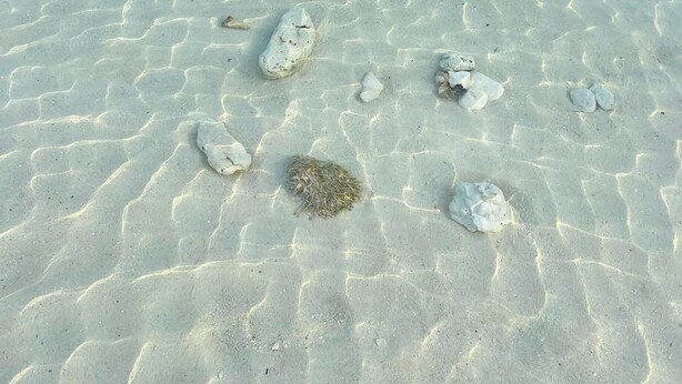 A clear view of a sandy beach with visible footprints and seaweed. - Treasure Cay, Palm Bay 7, Anchorage Drive (Treasure Cay)