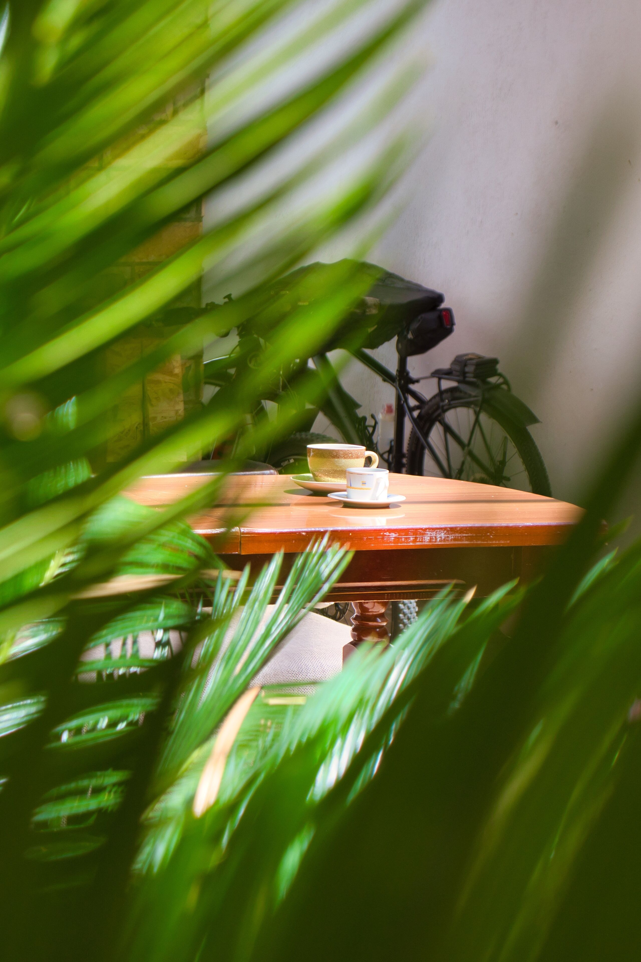 A table with a cup and saucer, a bicycle in the background, and green foliage in the foreground.