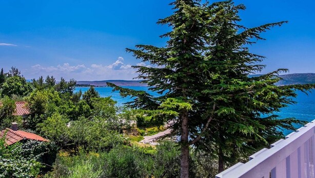 Une vue sur la côte, avec un grand arbre à feuilles persistantes bien visible, un ciel bleu dégagé et une ligne de rivage lointaine.