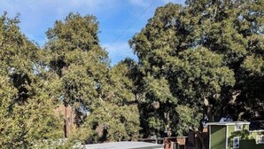 Un piccolo edificio a un piano con tetto piatto, circondato da alberi fitti.