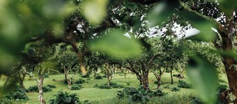 Cozy cottage nestled on our 5 acre Organic fruit farm