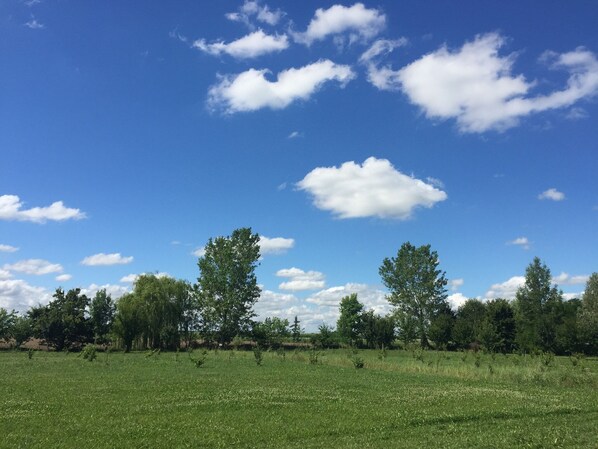 Un campo cubierto de césped con árboles y un cielo azul despejado.