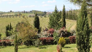 A vineyard landscape with rows of grapevines, tall cypress trees, and a variety of flowering shrubs. - Farmhouse in Vinci near Leonardo's Birthplace (Vinci)