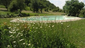 Una piscina rodeada de abundante vegetación y árboles.