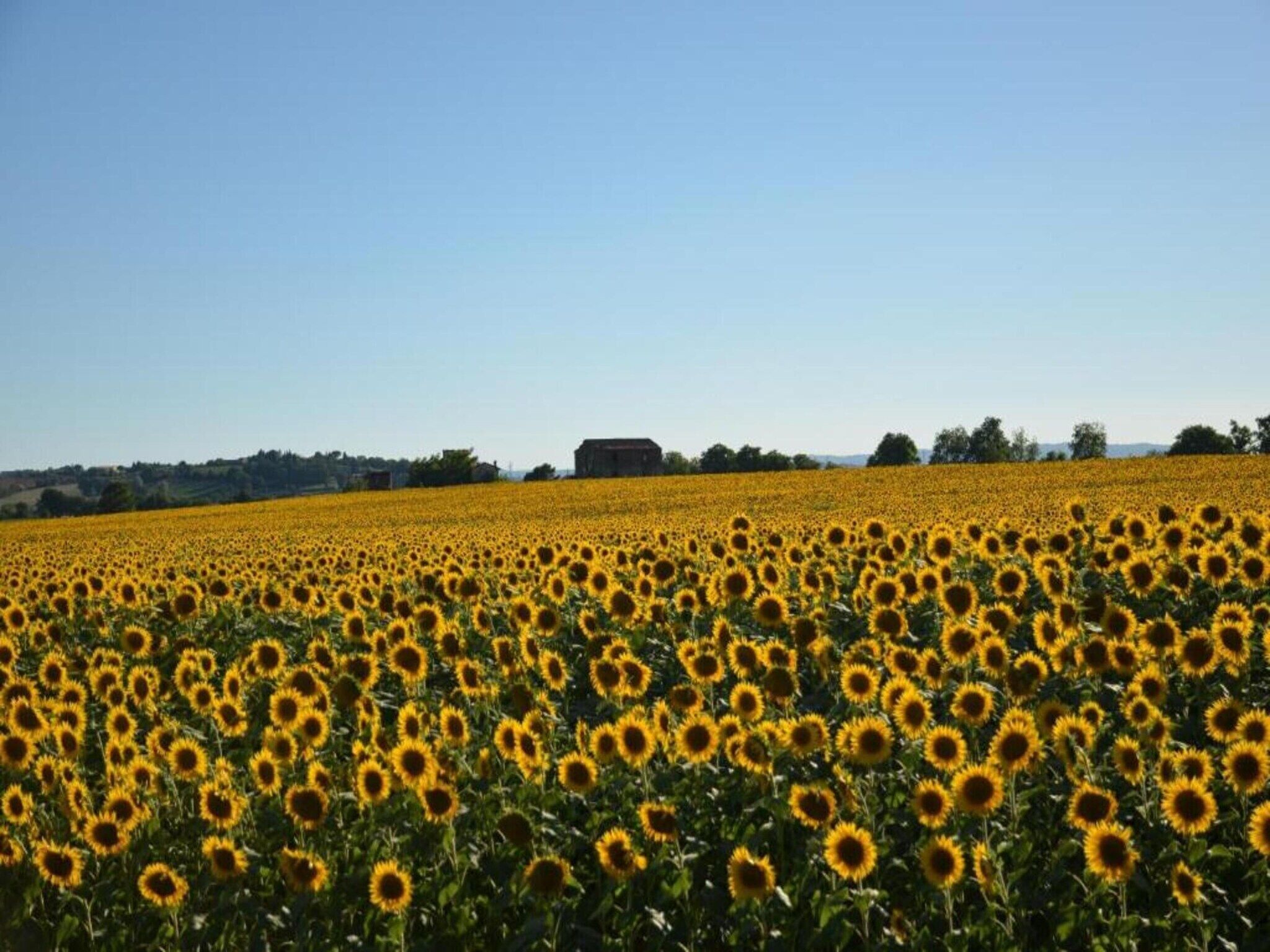 Un champ de tournesols avec une grange à l’horizon.