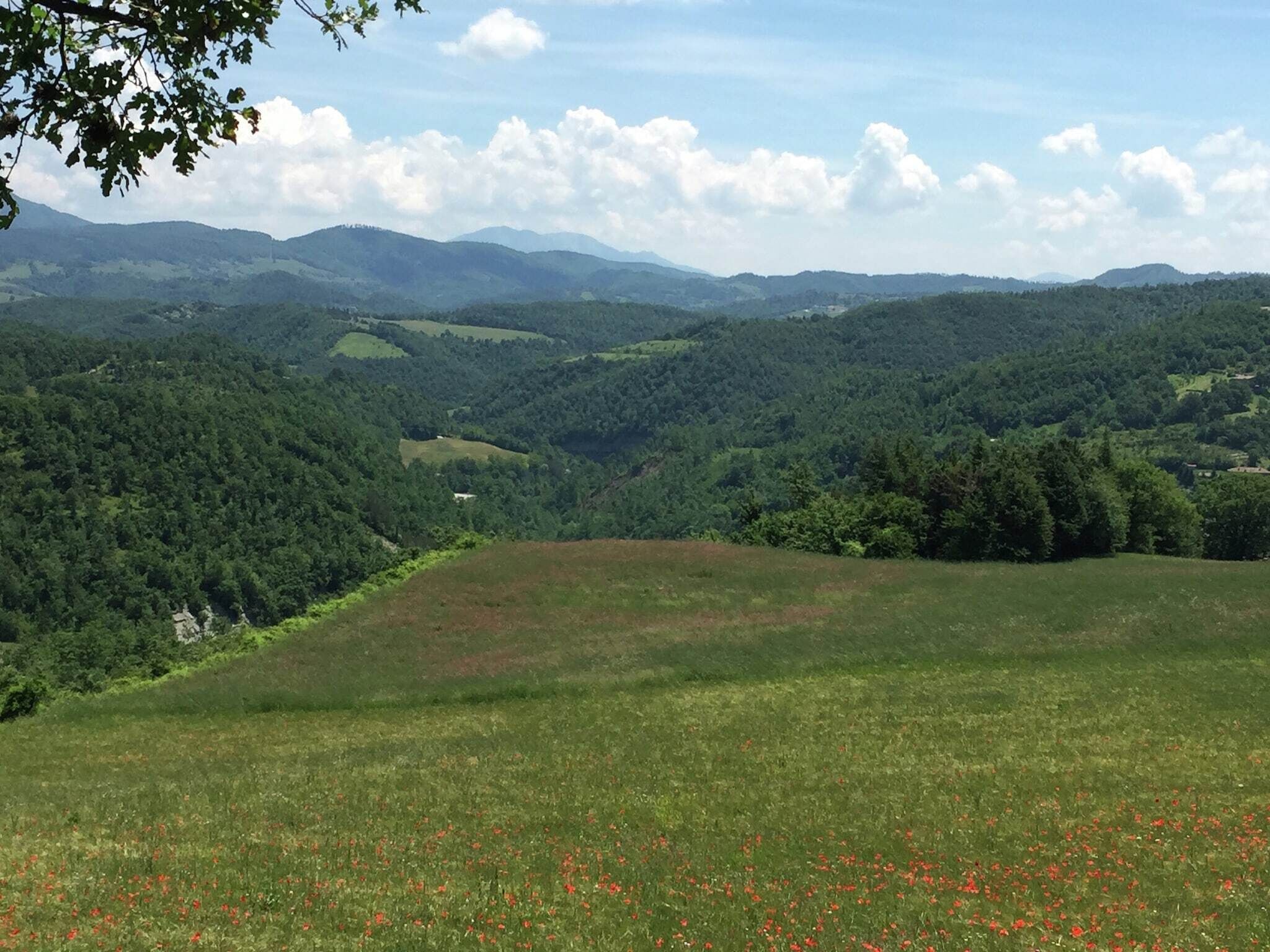 A panoramic view of a lush green valley with rolling hills and scattered trees.