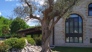 A stone building with a large tree in the foreground, a covered patio, and a well-maintained lawn.