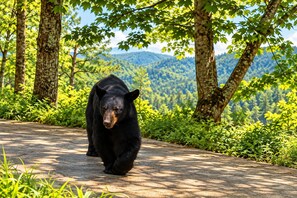A bear walking on a paved path surrounded by trees and greenery. - Smoky Mountain-View Cabin with Hot Tub & Firepit (Sevierville)