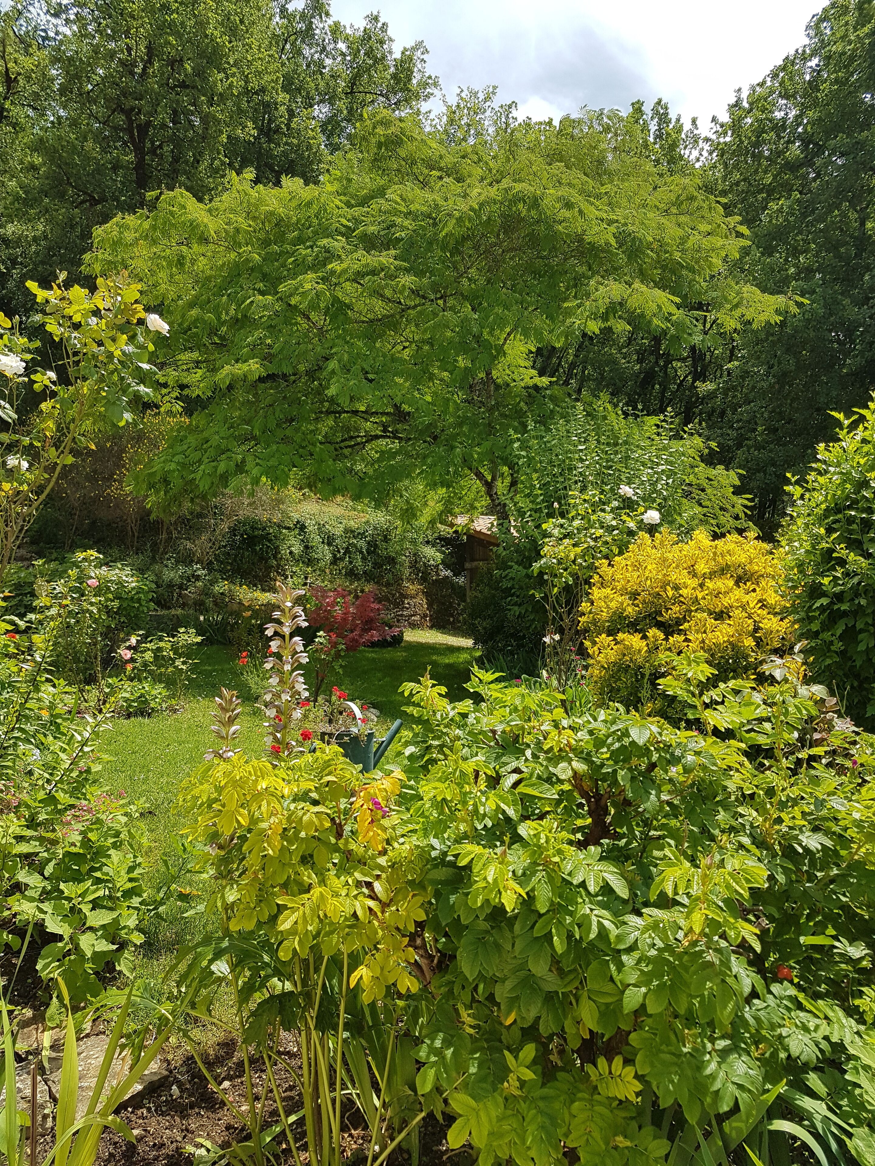 A lush garden with various plants and trees.
