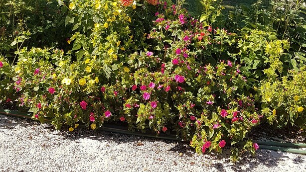 Un jardin agrémenté de diverses plantes à fleurs et d’arbres.