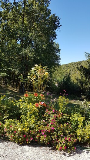 A garden with various flowering plants and trees.