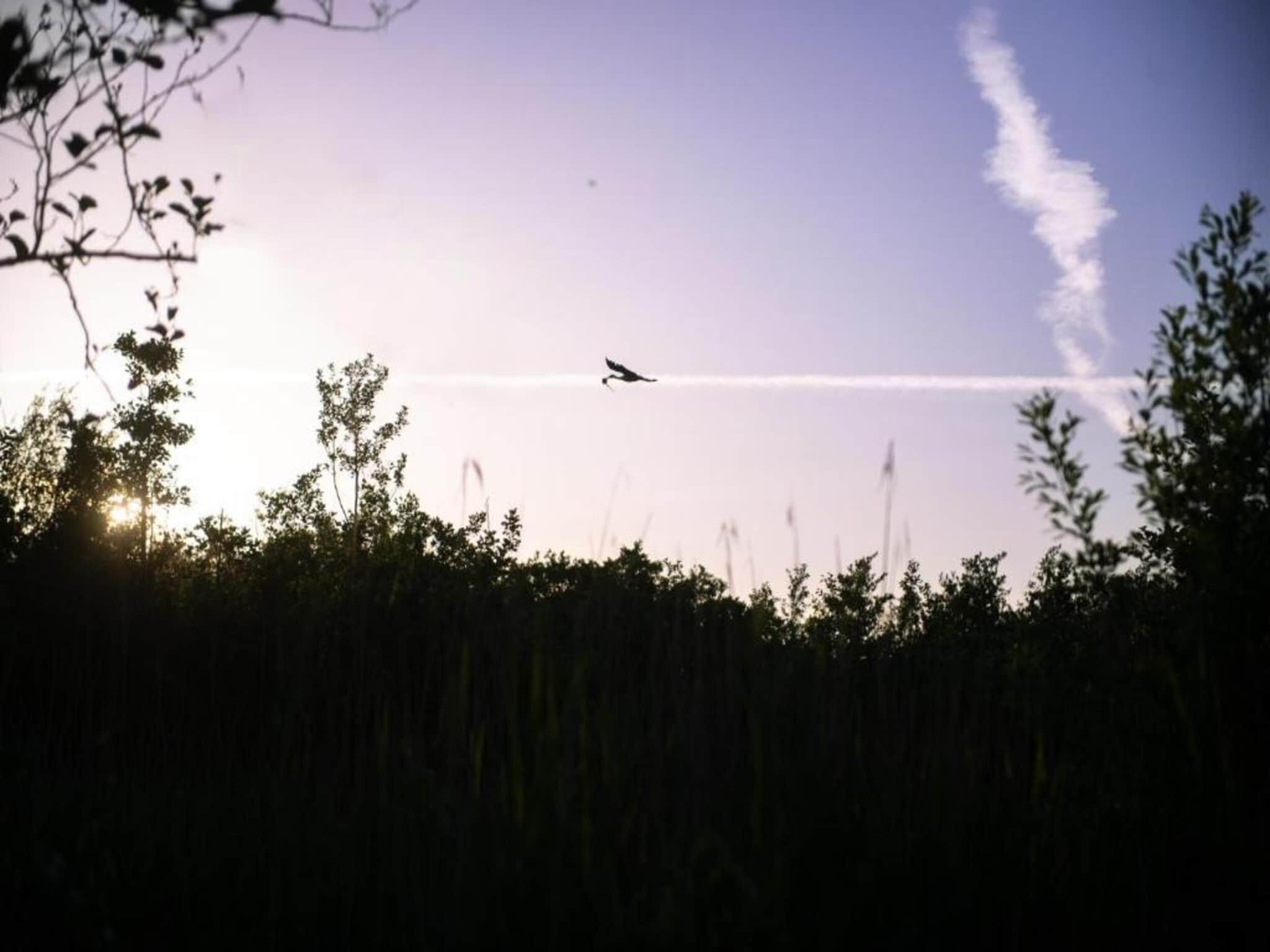 La silhouette d’un avion survolant un paysage composé d’arbres et d’un ciel dégagé.