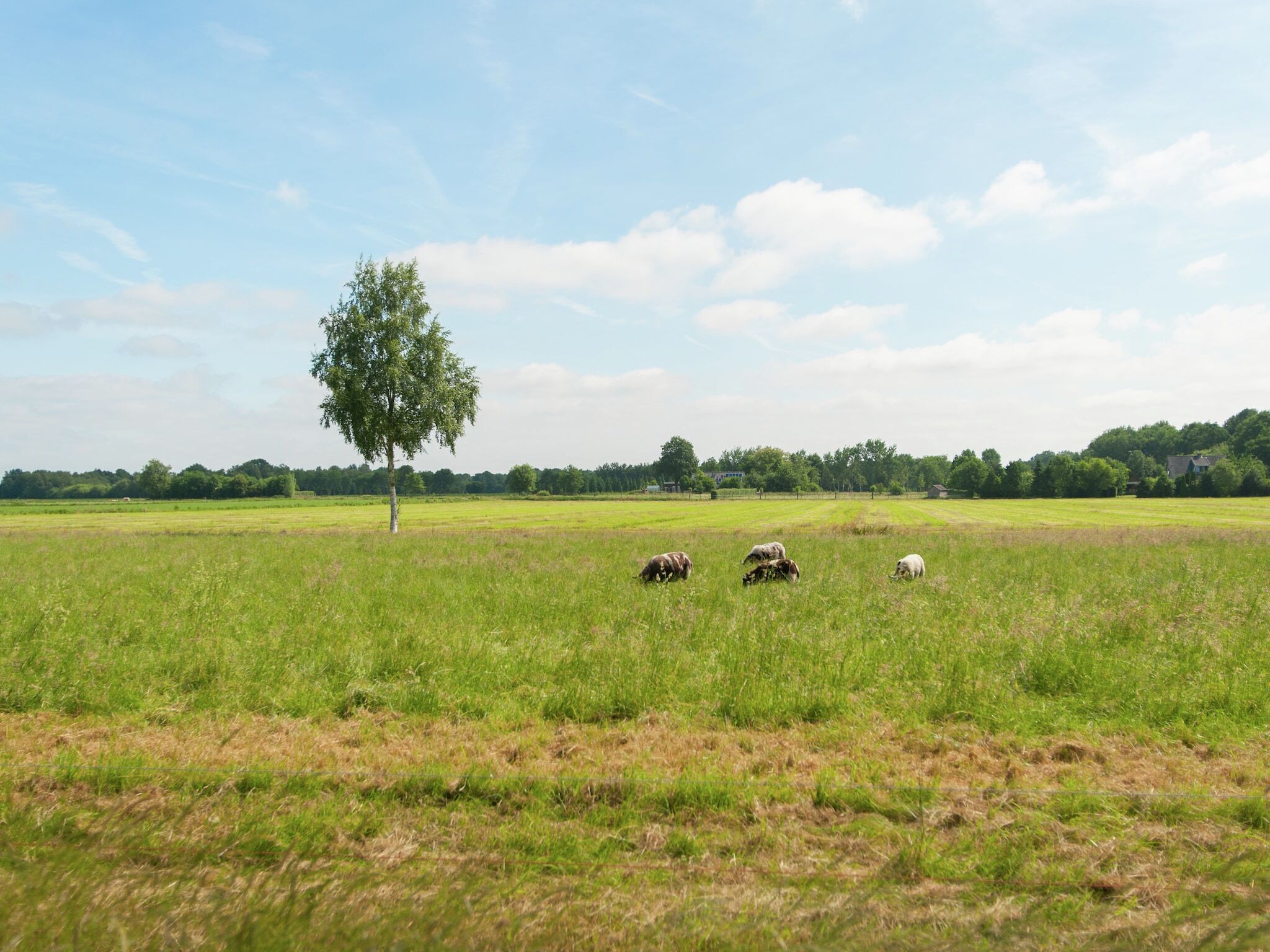 Un champ herbeux avec un seul arbre et quatre moutons qui paissent.