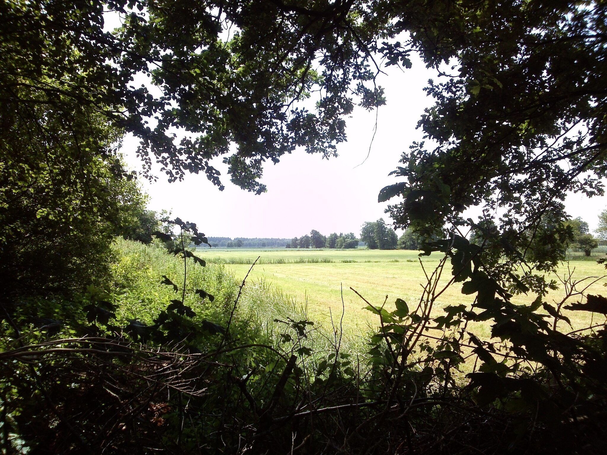 A view through a dense forest to a grassy field with a distant tree line.