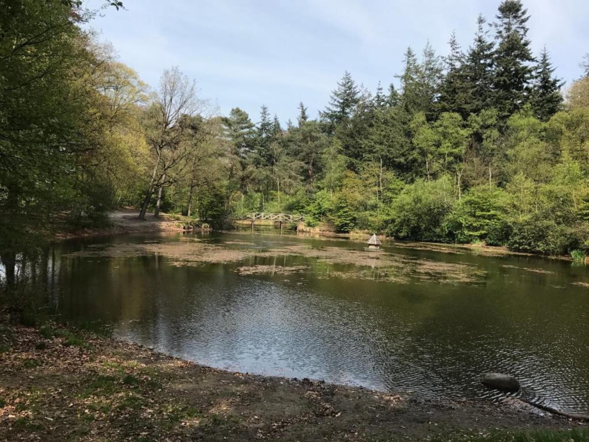 Un sendero tranquilo a la orilla del río con un puente de madera, rodeado de un bosque denso y árboles.
