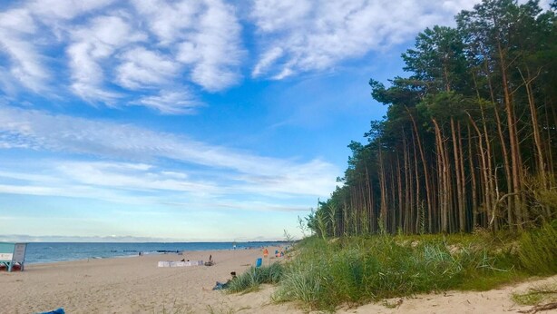 Une plage avec un ciel dégagé, un rivage sablonneux et une rangée d’arbres en arrière-plan.