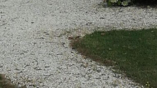 Une propriété rurale comprenant deux cabanes en bois, une allée en gravier et un portail vert.