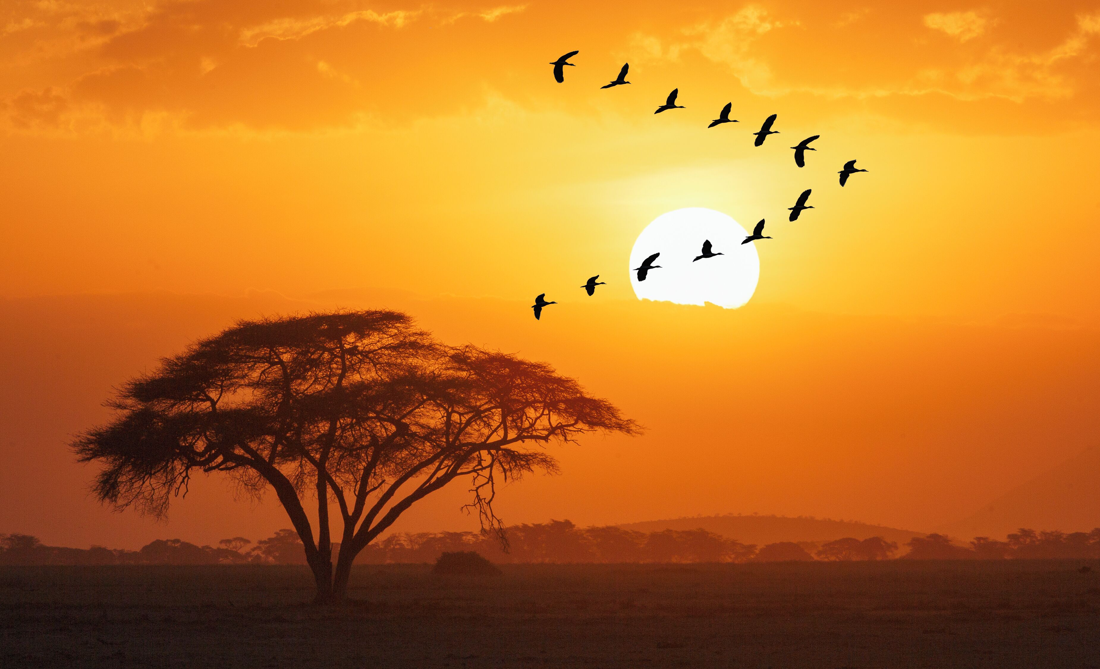 A tree silhouetted against a sunset with birds flying in the sky.