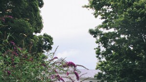 A house with a porch, surrounded by lush greenery and purple flowers.