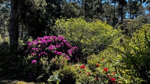 A garden with various plants and trees, including a prominent bush with purple flowers and a large tree trunk.