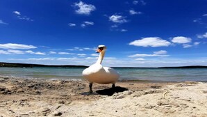 Un cigno in piedi su una spiaggia sabbiosa, con un cielo azzurro limpido e acque calme sullo sfondo.