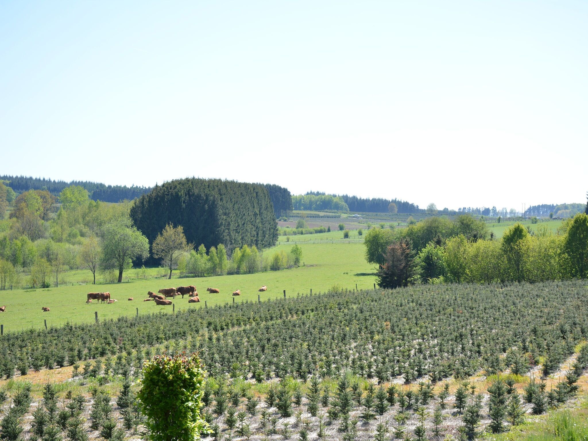 Aussicht vom Ferienhaus [Sommer]