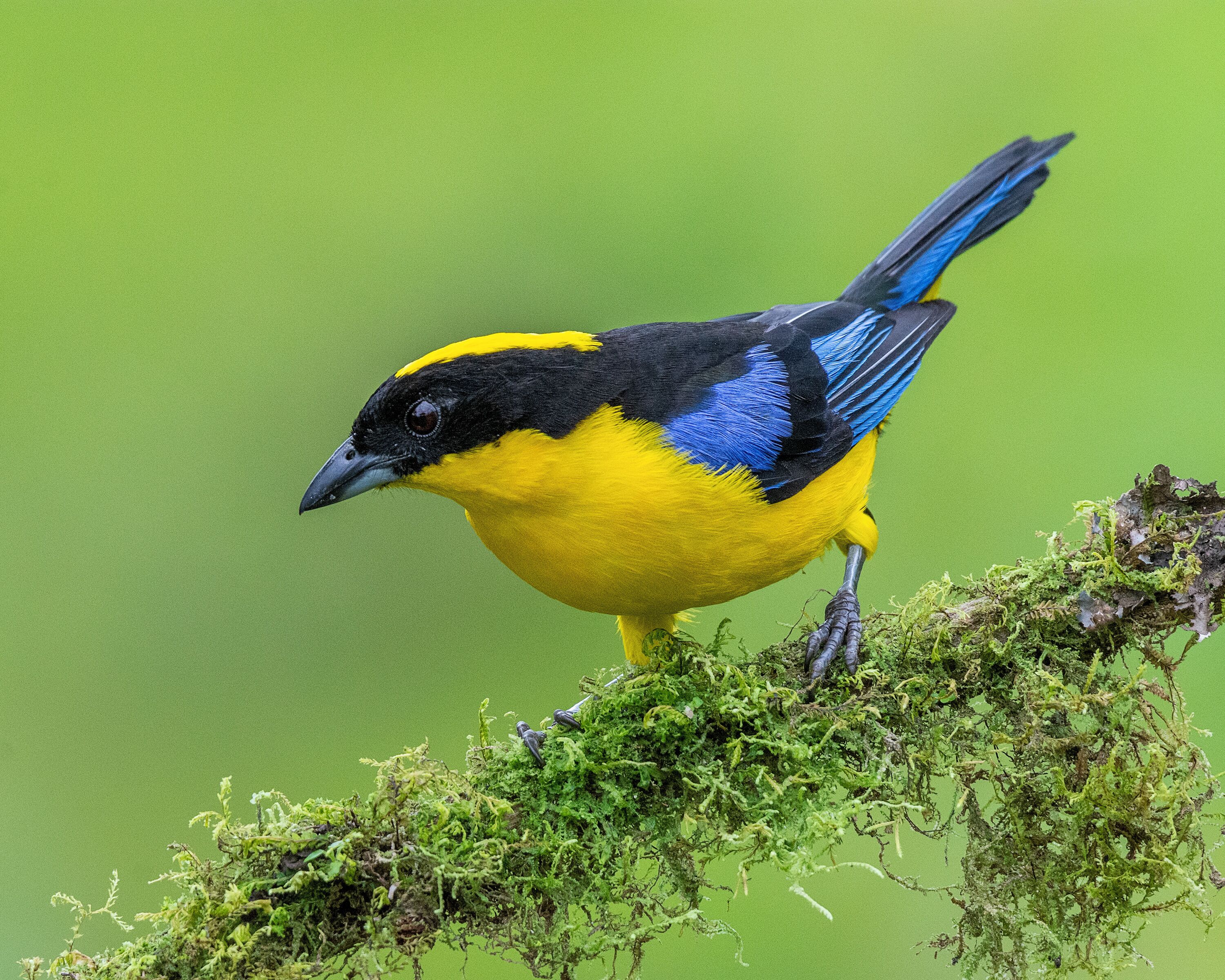 Ein Vogel mit gelb-blauen Federn sitzt auf einem moosbewachsenen Ast.