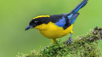 Ein Vogel mit gelb-blauen Federn sitzt auf einem moosbewachsenen Ast.